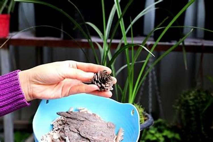 枝子花用什么肥