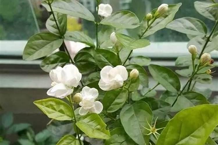 栀子花用什么肥料最好,怎么施肥