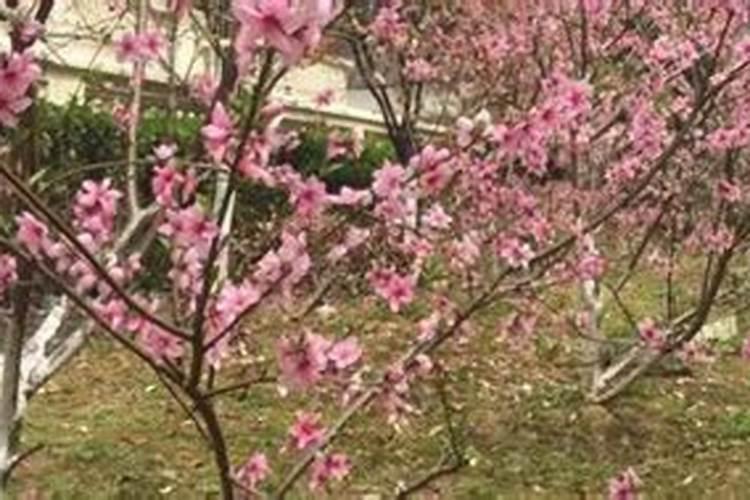 栀子花浇什么肥最好