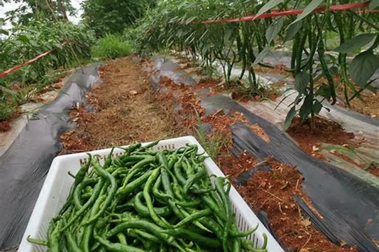 辣椒坐果后能不能用高磷水溶肥？