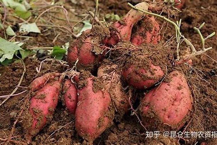 白菜喷什么叶面肥长得快