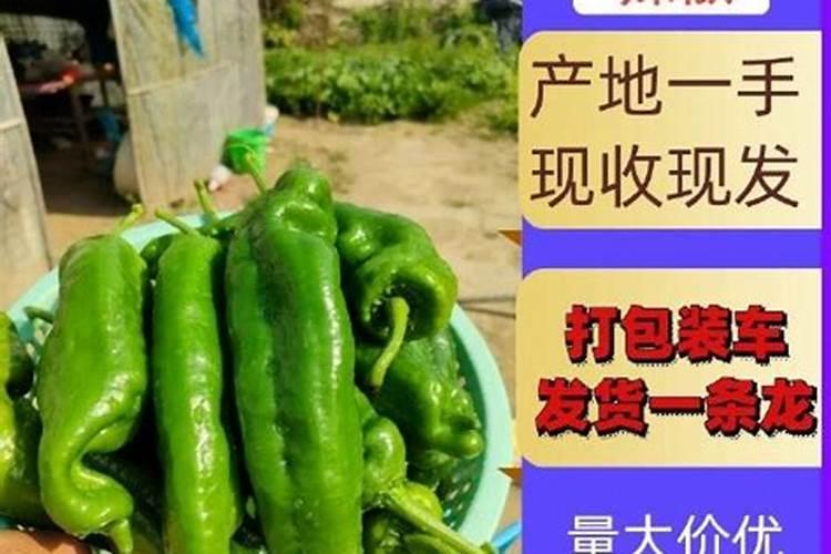 辣椒需要什么肥料