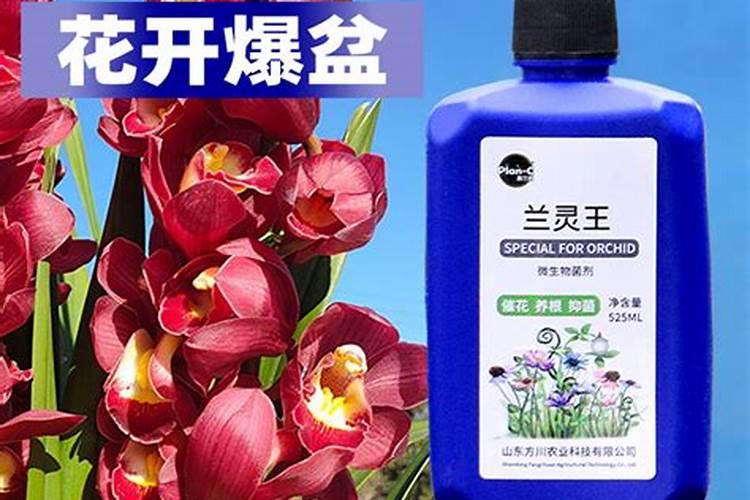 耐冬花掉叶怎么办