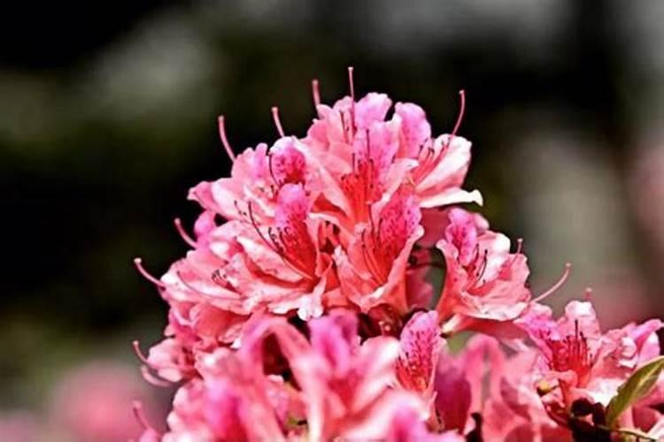 杜鹃花施什么肥,如何施肥