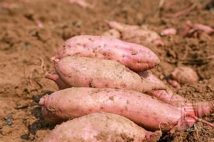 钾肥对农作物有什么作用？