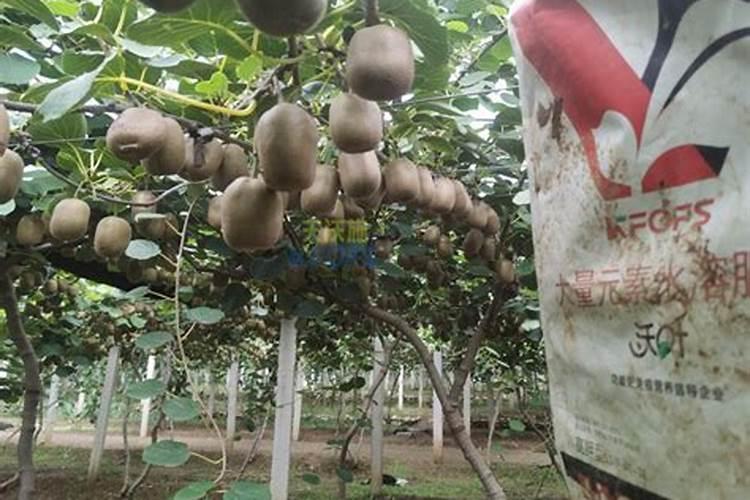 猕猴桃萌芽期能施水溶肥吗？