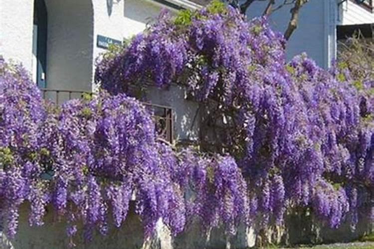 紫藤花叶子发黄怎么办 紫藤花养殖需要注意什么