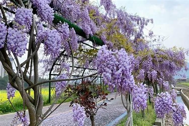 中粮集团旗下品牌有哪些