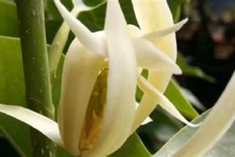 白兰花用什么肥料最好(白兰花怎么施肥长得快开花多)