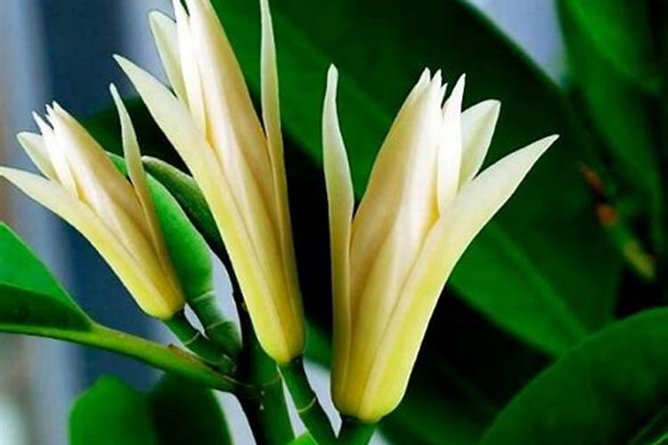 白兰花正常多久施肥