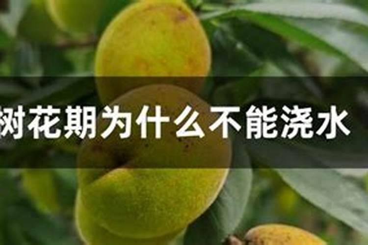 蝴蝶兰开花时能施肥吗