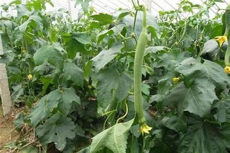 丝瓜用高钾的叶面肥可以吗