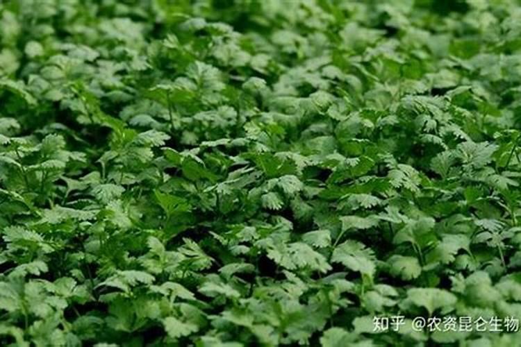 香菜浇什么肥料合适