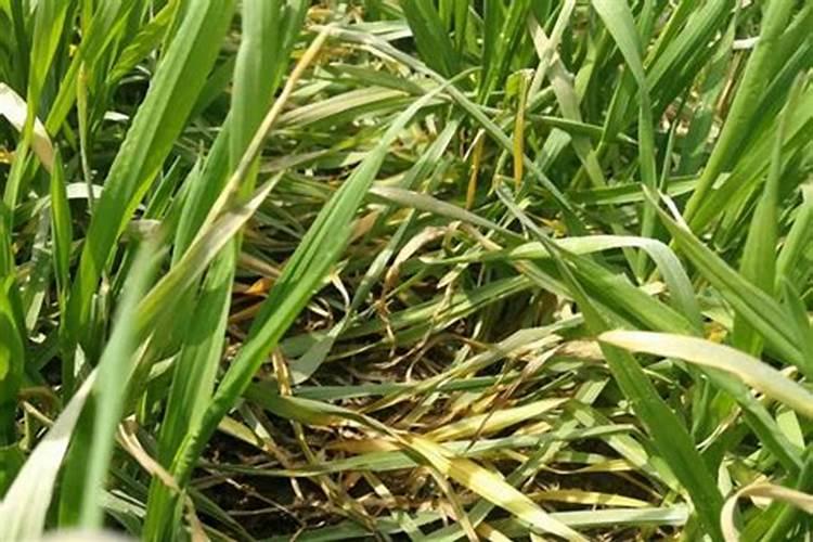 冬小麦施肥的最佳时间 注意事项有哪些