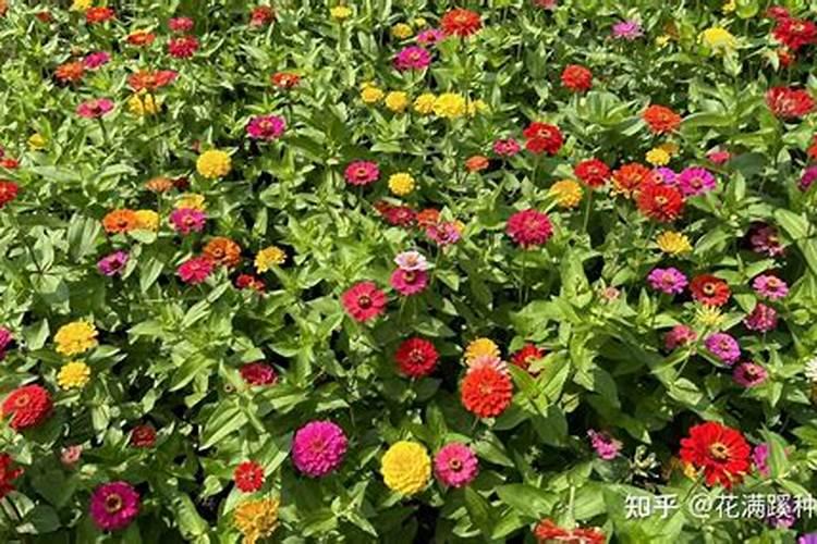 百日草从播种到什么吋候施肥