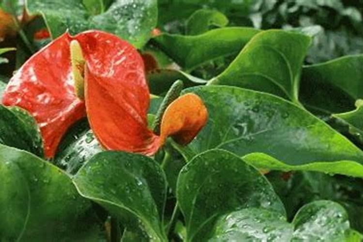 红掌施什么肥好