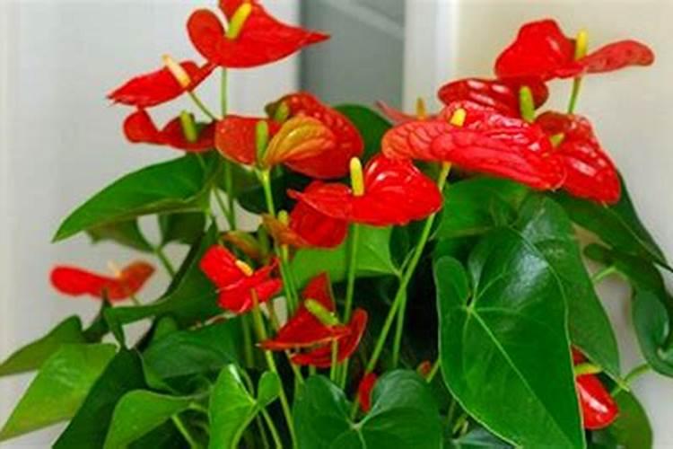 红掌适合什么肥料 红掌的正确施肥方法