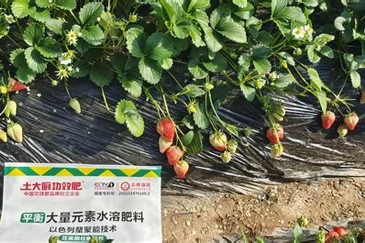 喷施喷施矿源黄腐钾与什么搭配