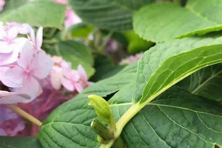 莴笋膨大素什么时间打最佳