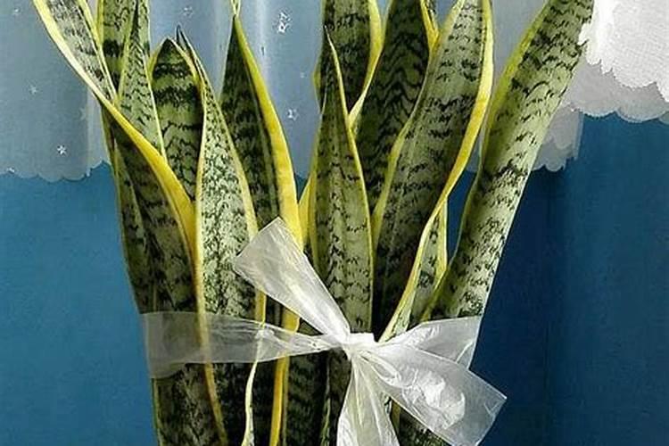 西红柿使用什么肥料最好？