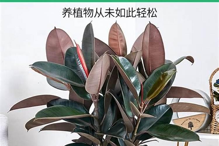 橡皮树施什么肥