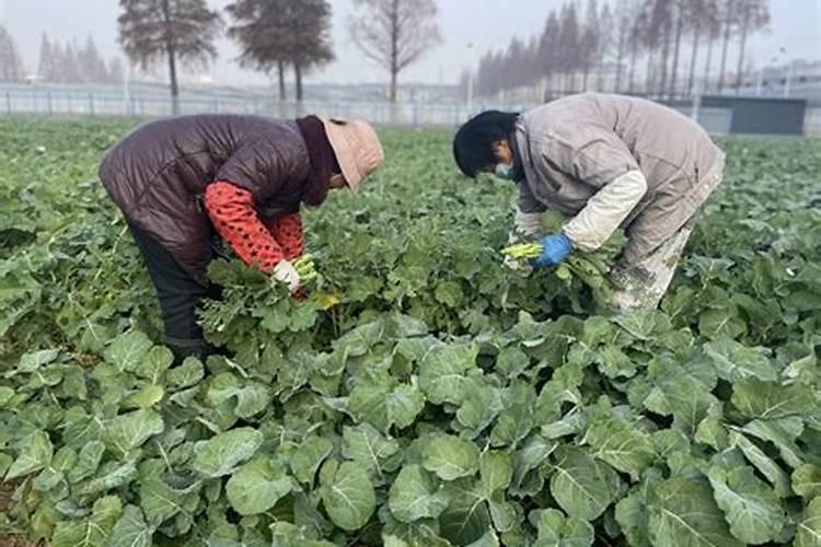 江西叶面肥木醋液