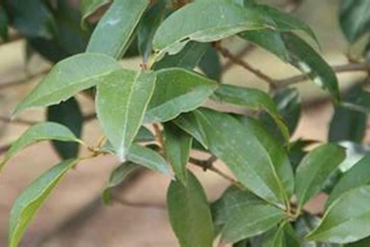 落地生根怎么施肥