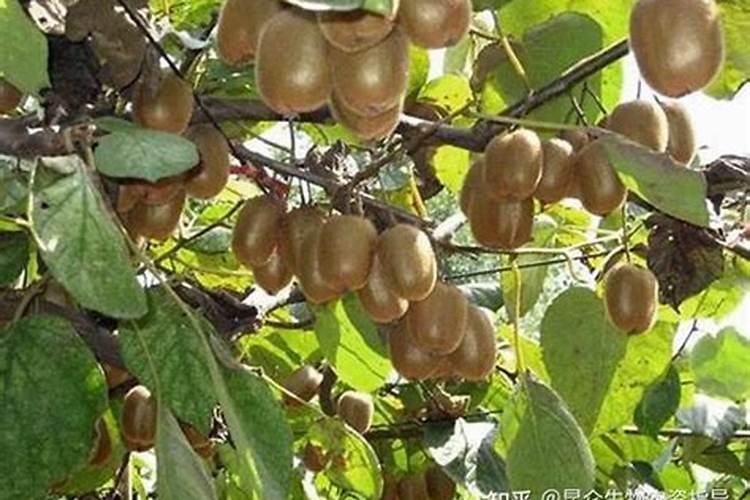 高温可以给猕猴桃施肥吗