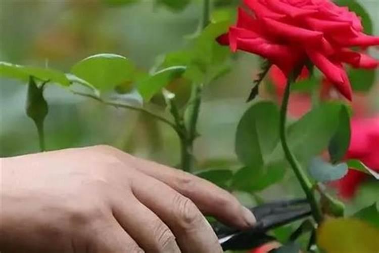 甘蔗需要什么肥料