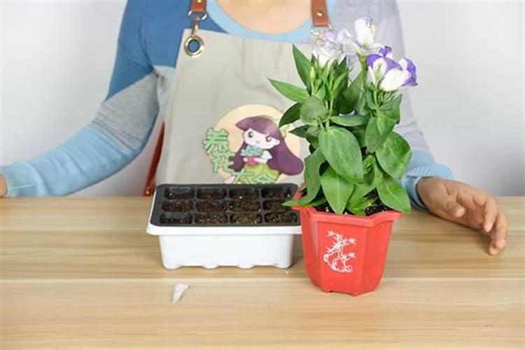 洋桔梗的病害及防治方法