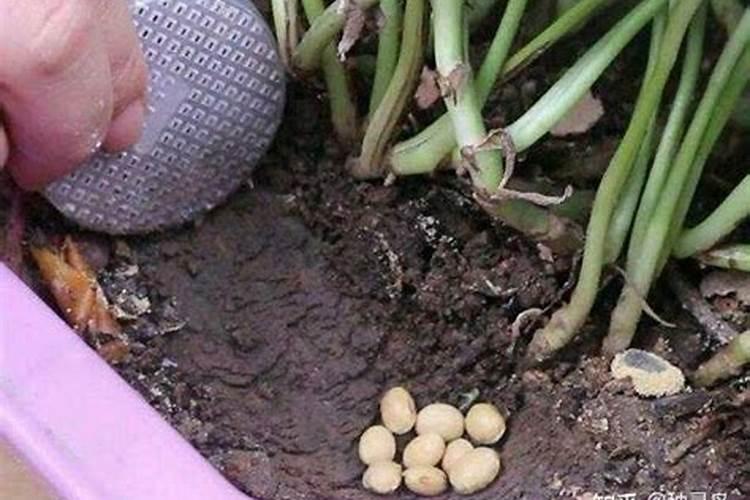 花卉缺钙有哪些防治措施？