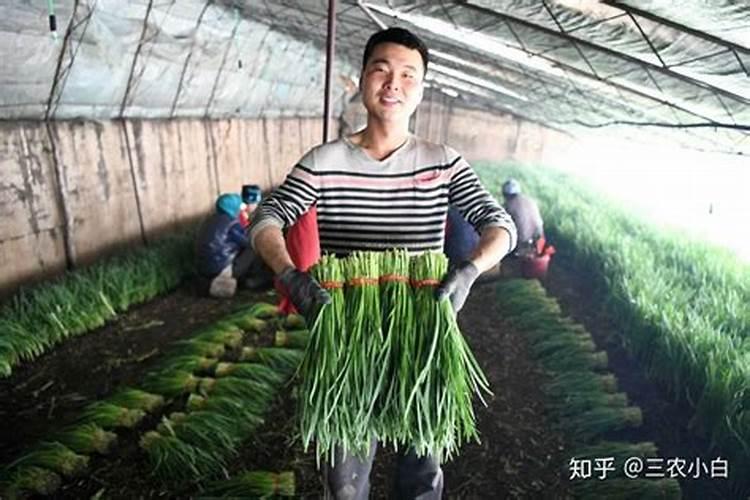 施什么肥韭菜越长越粗