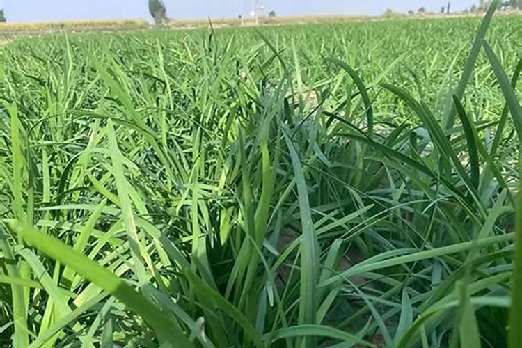 美国深海鱼油的功效与作用