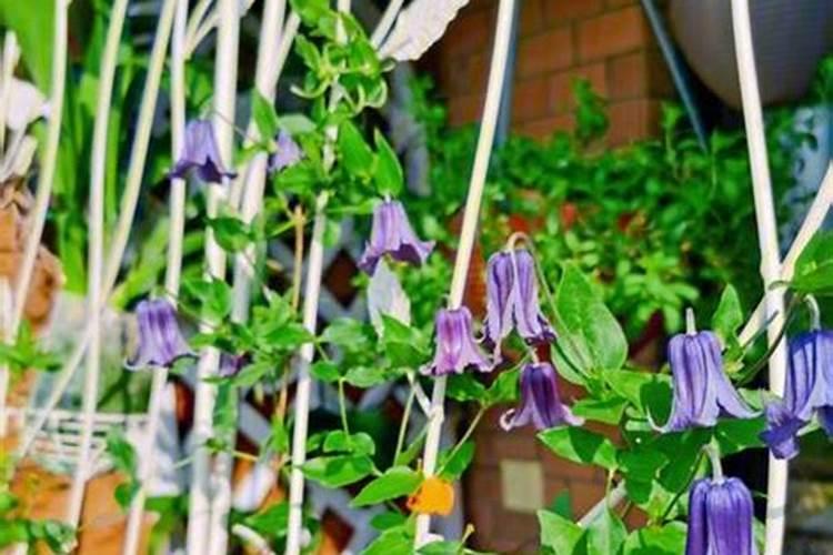 铁线莲施什么肥最好