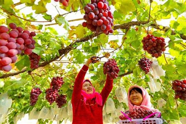 西兰花要施什么肥最好