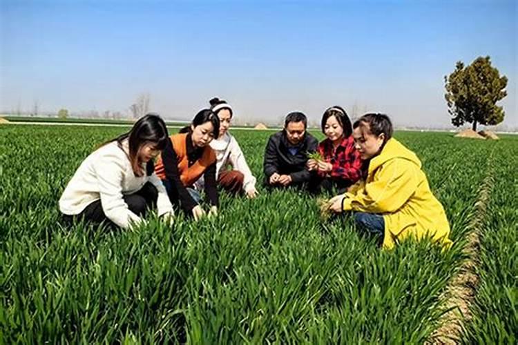 用em菌发酵狗粪的方法