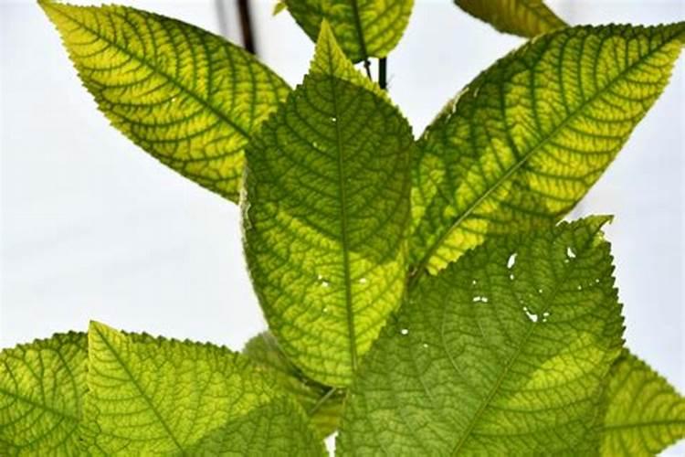 em菌发酵黄豆做有机肥技术