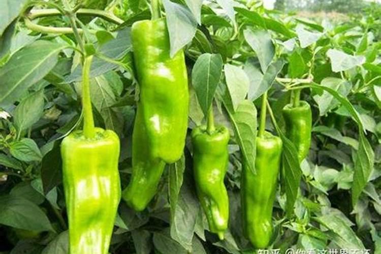 杜鹃花用什么肥料