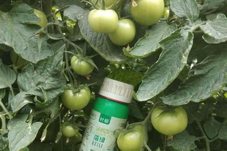 甜瓜缓苗水什么时候浇