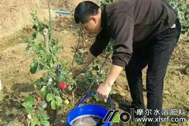 李子树施什么肥好