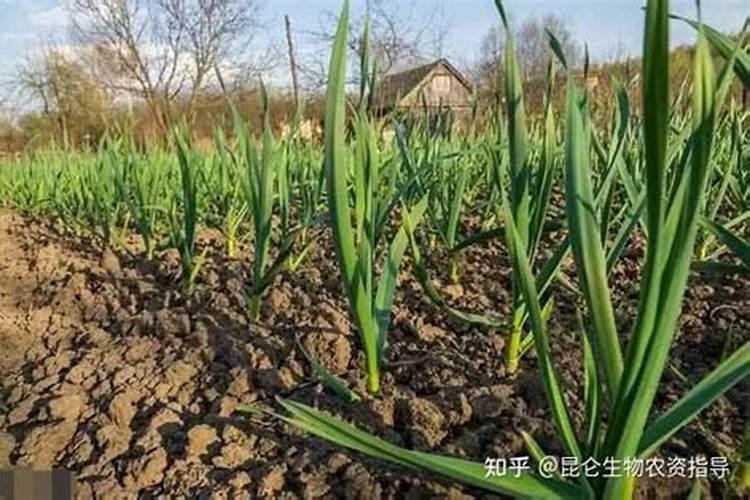 种小麦用二铵好还是复合肥好 小麦肥底肥选择