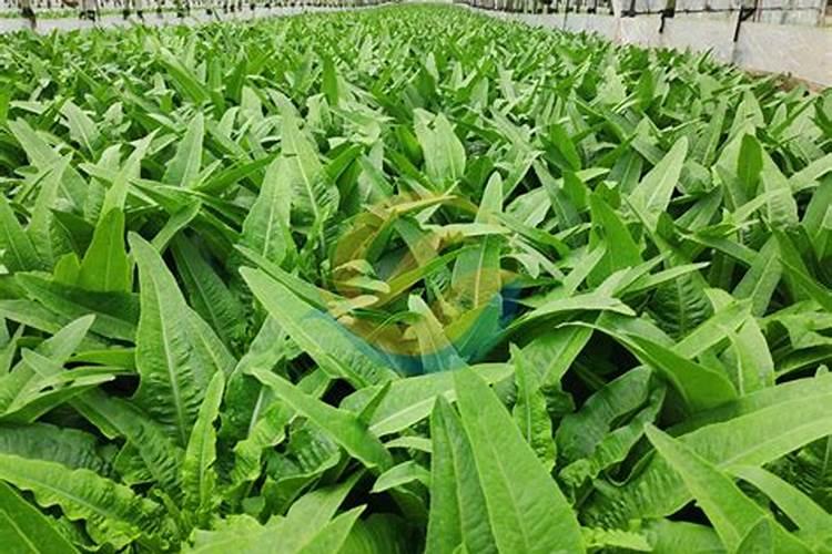 六月初养天竺葵,按照4个喜好养,再次开成大花球,是哪4个喜好呢？