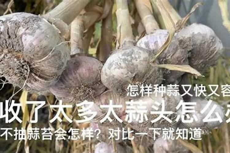 大蒜最忌讳的肥料