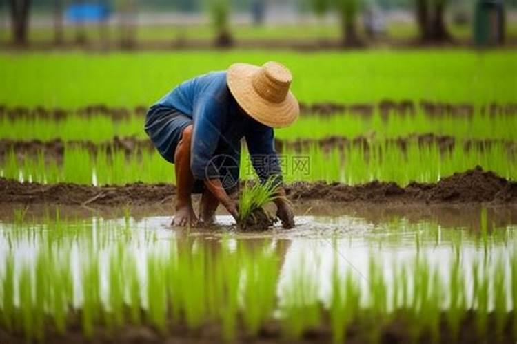 种蔬菜怎样施底肥