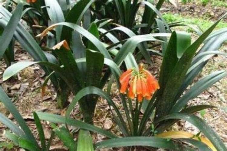 种菜用什么肥料做底肥好