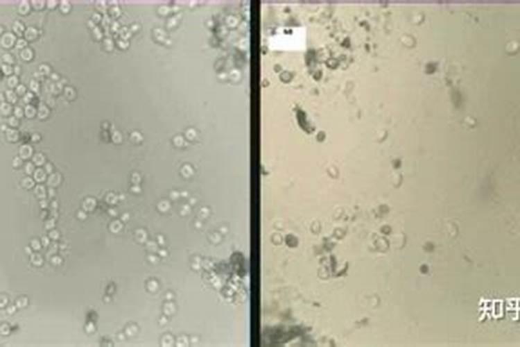 新疆最大的硫酸钾生产基地在哪里呀