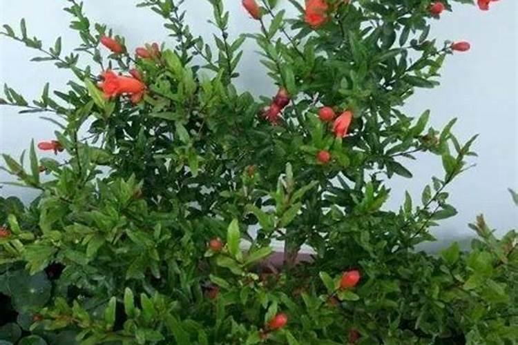 蝴蝶兰快开花了用什么肥料