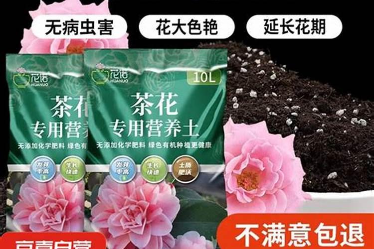 茶花施什么肥料最好