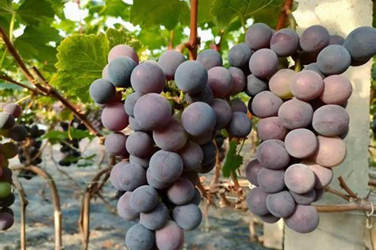 葡萄后期老不红怎么办
