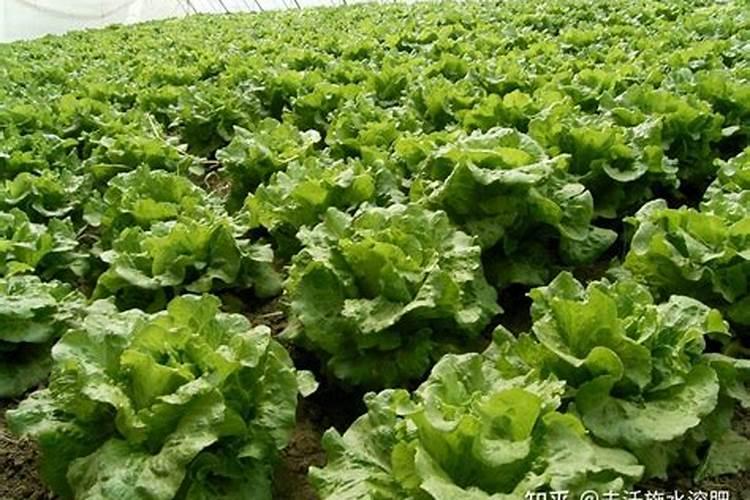 桂林正丰生态水溶肥可以施喷叶面吗？